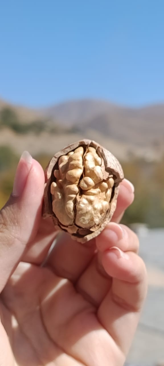 گردو و بادام