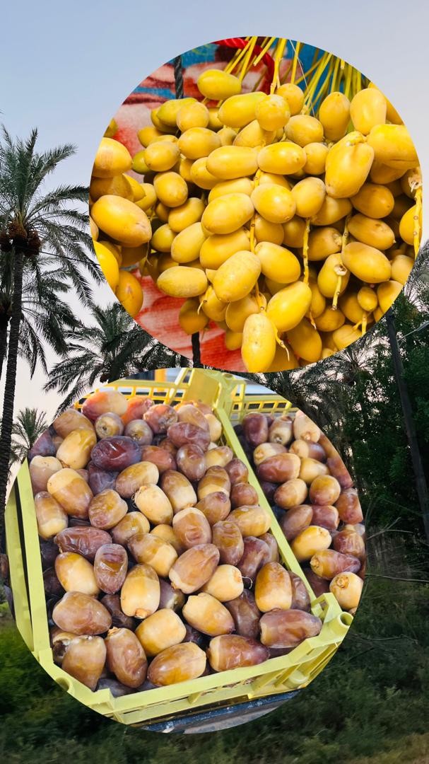 رطب