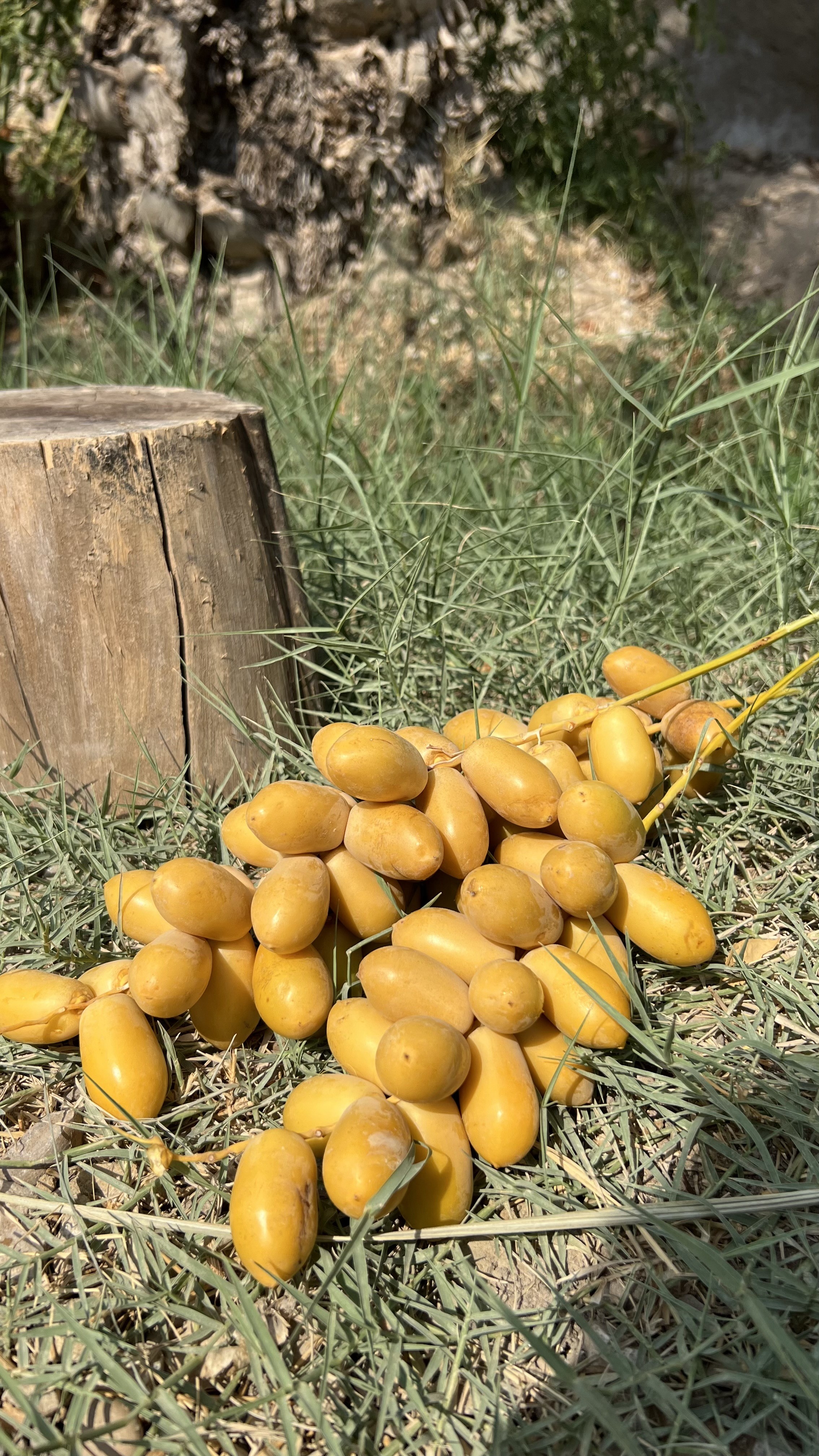 خارک