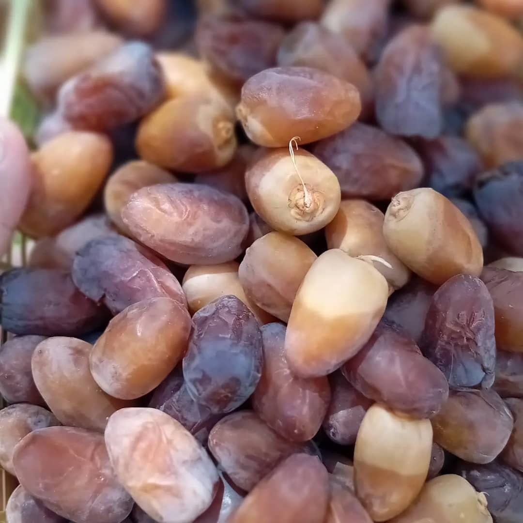 رطب