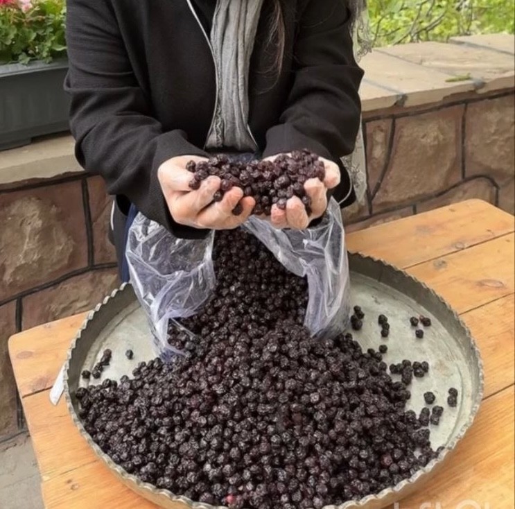 آلبالو