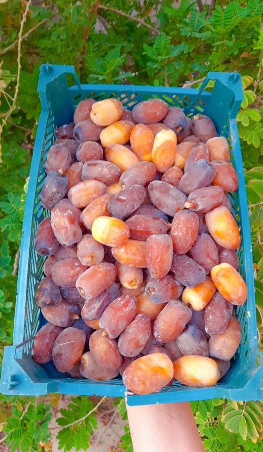 رطب